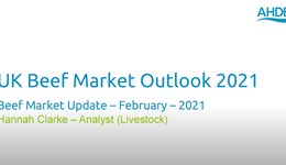 Beef Market Update February 2021
